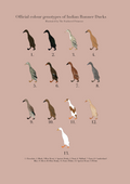 Runner Duck Poster (Females)