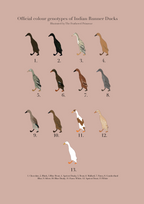 Runner Duck Poster (Females)