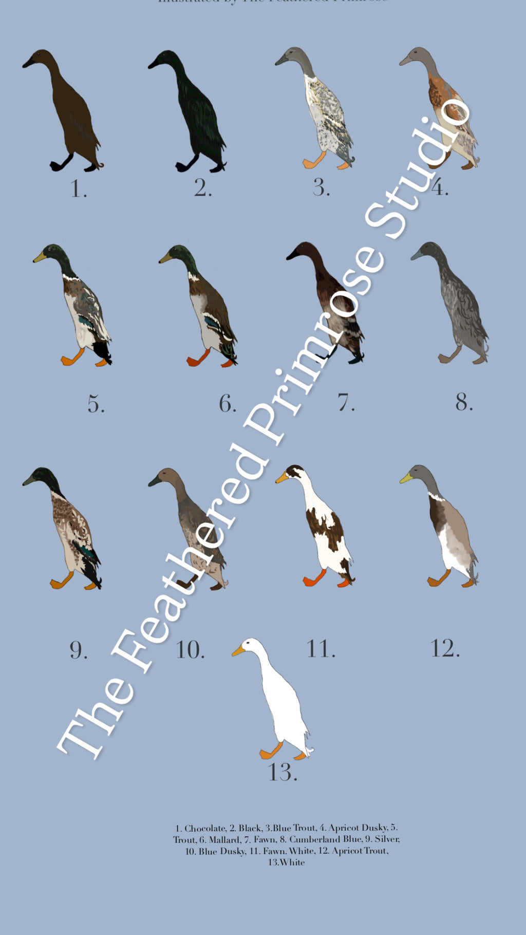 Runner Duck Poster (Males)