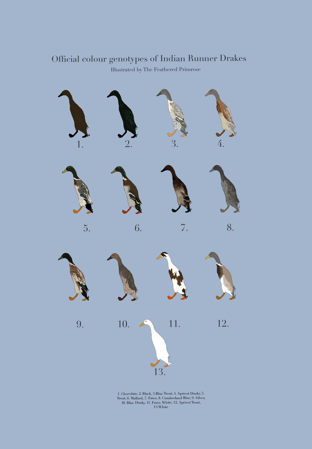 Runner Duck Poster (Males)