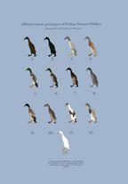 Runner Duck Poster (Males)
